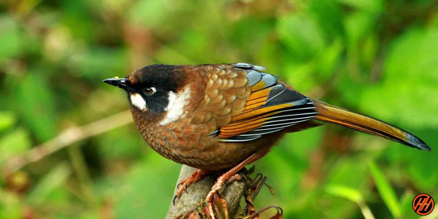 Bird Watch