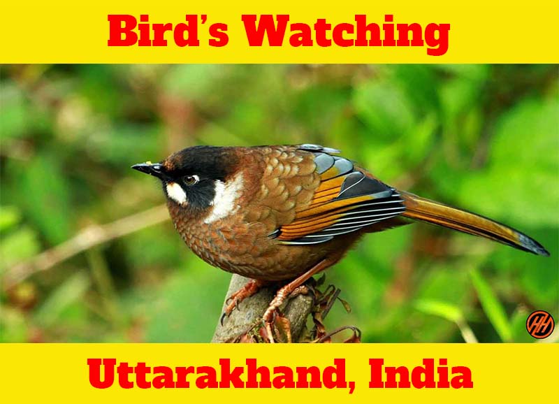 Bird Watching | Explore Beautiful Bird's in Uttarakhand | Himalayan Hikers