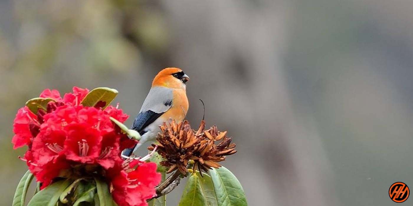 birdwatching in Chopta