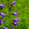 Valley of Flowers Trek Reviews