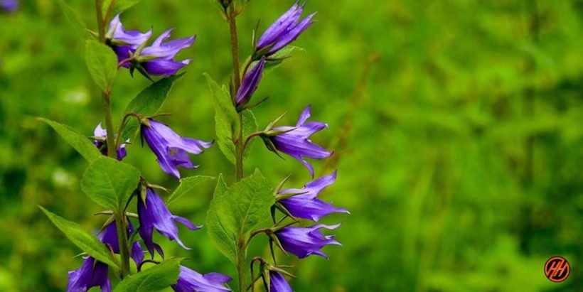 Valley of Flowers Trek Reviews