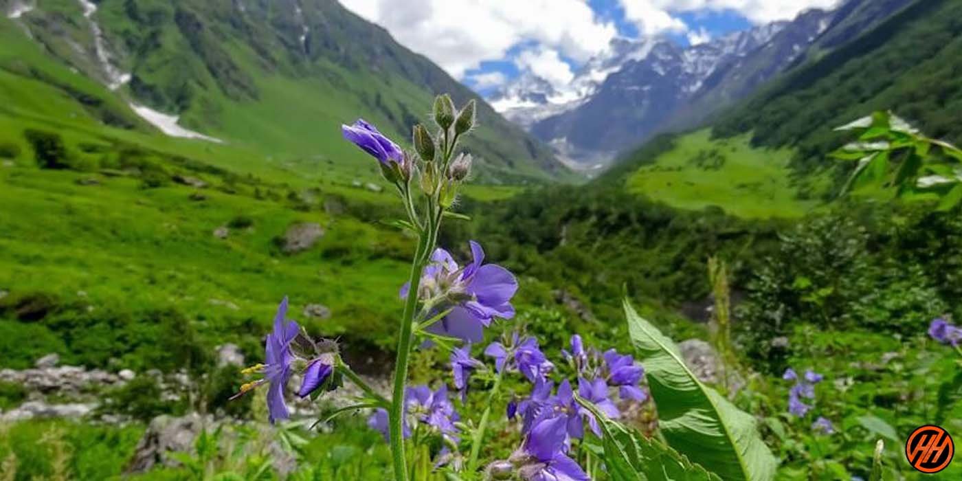 Valley of flowers