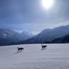 Sar Pass Snow Trek – Thrilling Himalayan Adventure with Snow-Covered Trails & Scenic Views