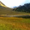 Ruinsara Beautifull Meadows