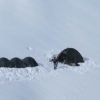 Campsite View of Mt. Kamet Expedition