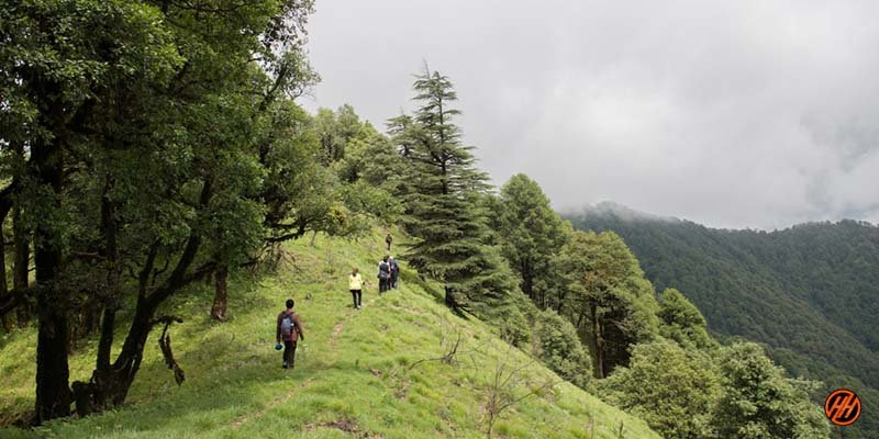 Beautiful green forest view in Devalsari Lumsu Top