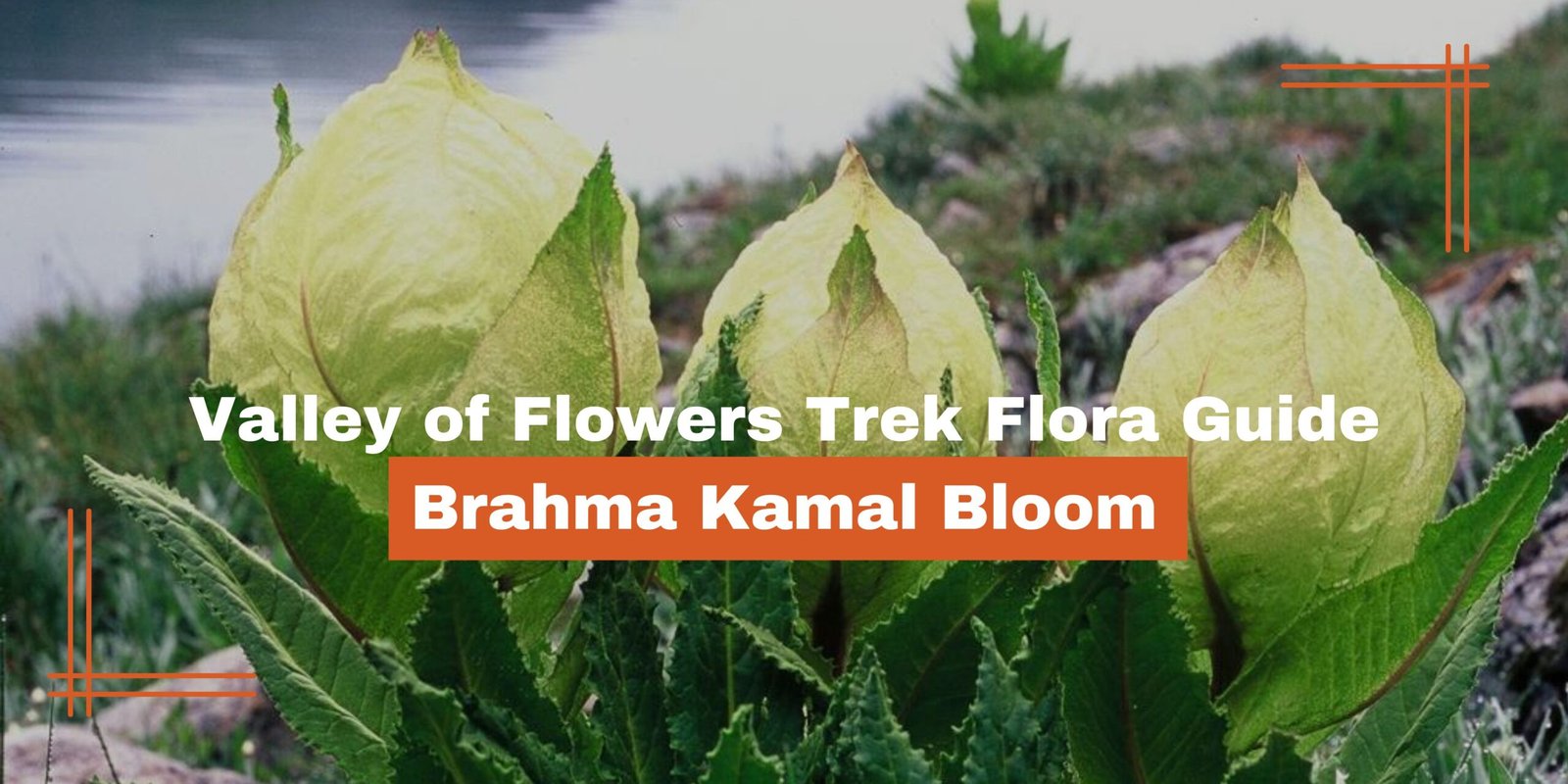 Valley of Flowers Trek Reviews