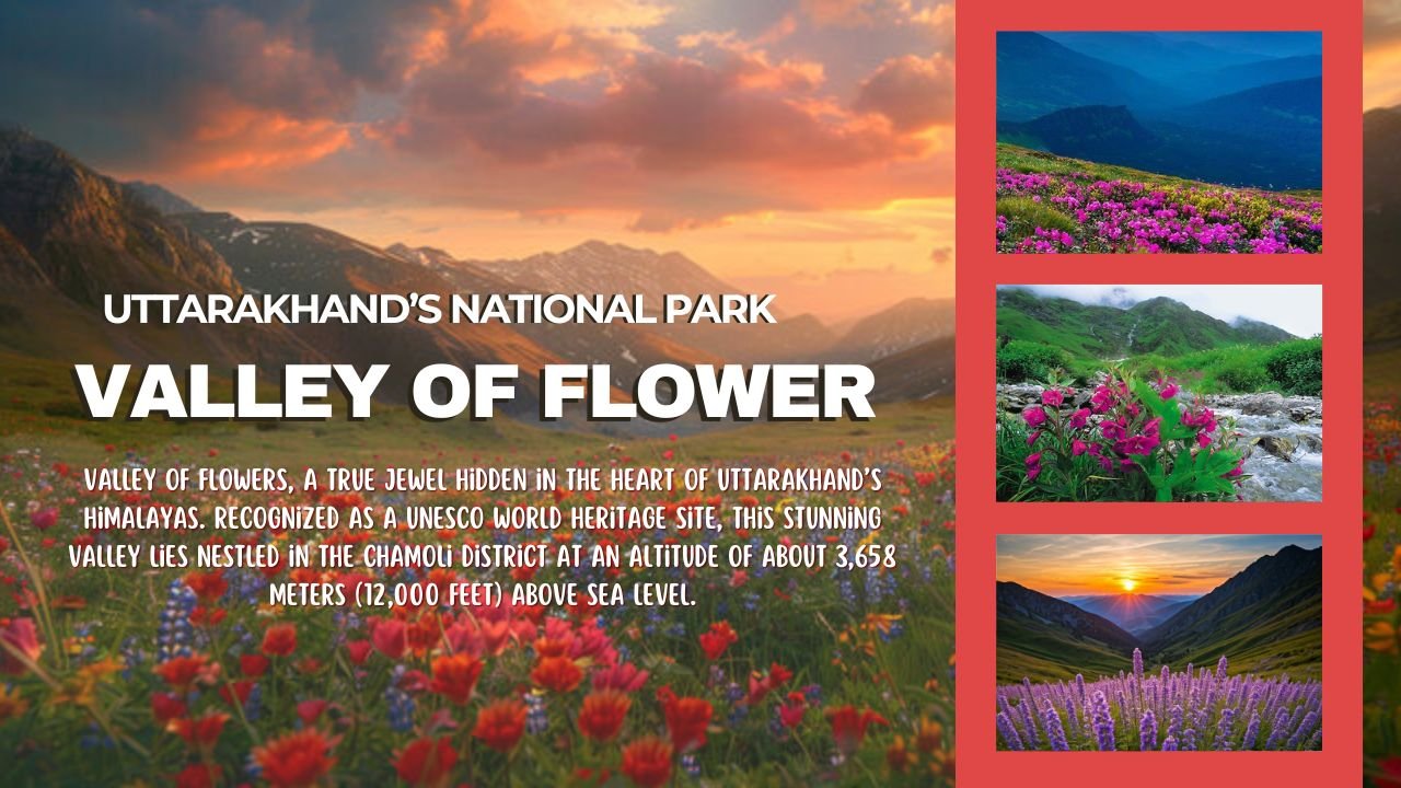 Valley of flowers national park