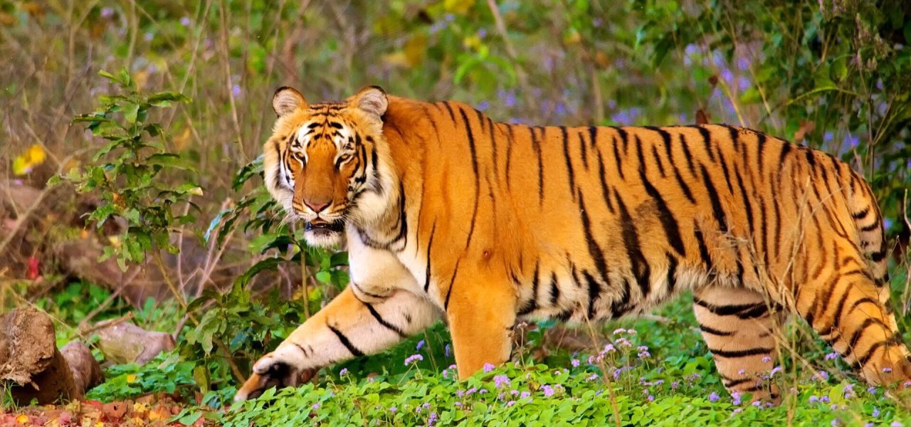 Top National Parks in Uttarakhand and Jim Corbett National Park is one of them