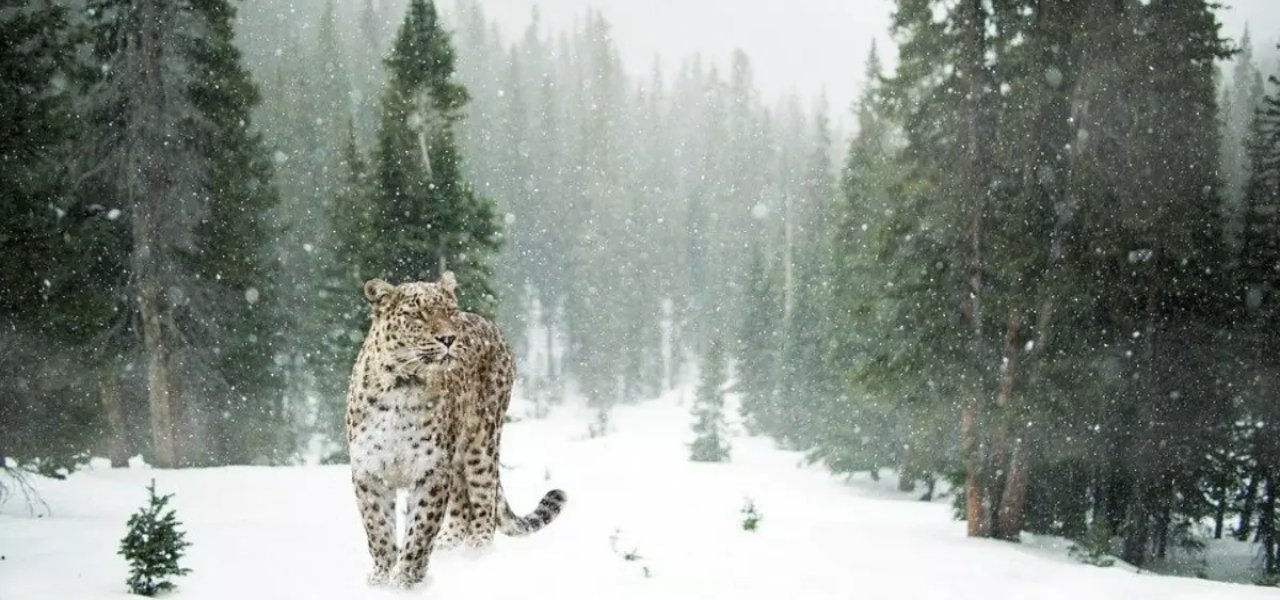 Top National Parks in Uttarakhand and Nanda Devi National Park is one of them