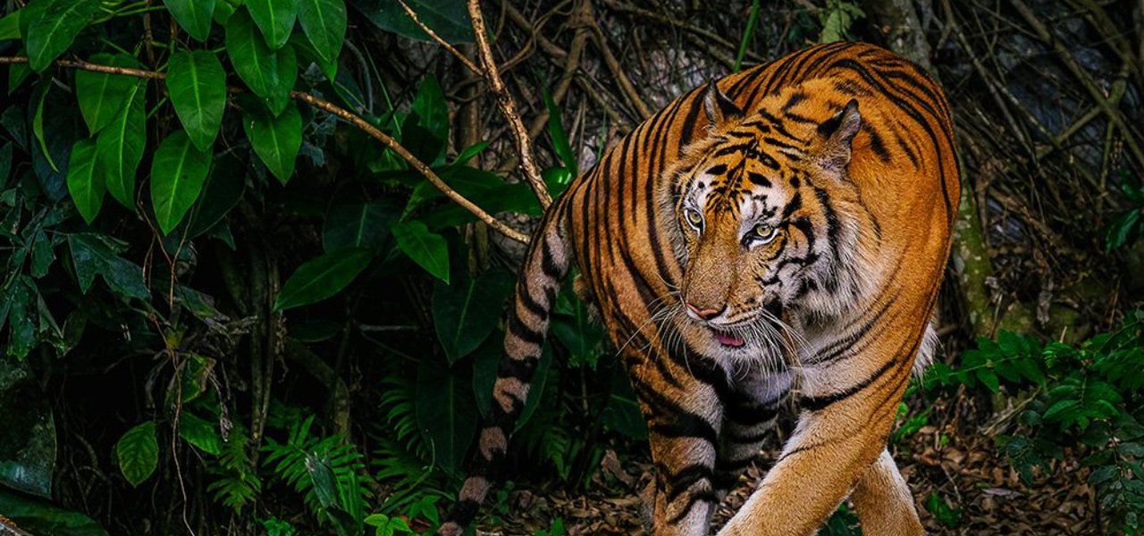 Top National Parks in Uttarakhand and Raja Ji National Park is one of them