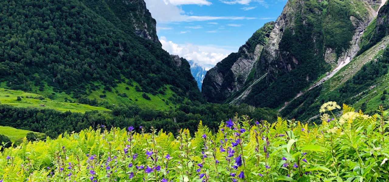 Top National Parks in Uttarakhand and Valley of flowers National Park is one of them